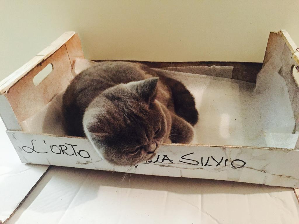 تشيفيتانوفا ألتا Villa Silvio الغرفة الصورة